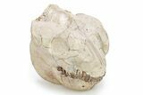 Fossil Oreodont (Leptauchenia) Skull - South Dakota #249245-5